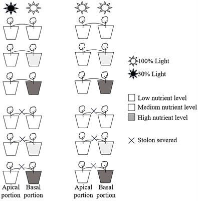 Effects of clonal integration and nutrient availability on the growth of Glechoma longituba under heterogenous light conditions